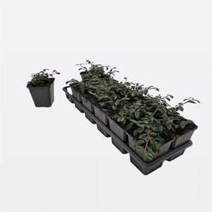 Cotoneaster dam. 'Miranda' 20-25 cm 0,55L/P9cm