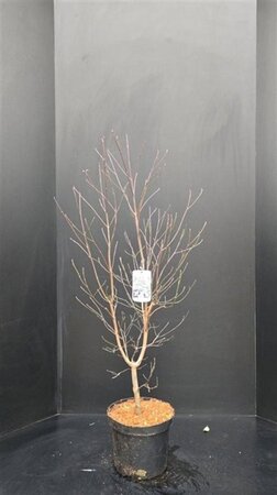 Cornus florida 80-100 cm met kluit - afbeelding 6
