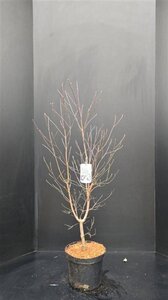 Cornus florida 80-100 cm met kluit - afbeelding 6