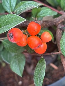Cotoneaster franchetii 60-80 cm cont. 3,5L