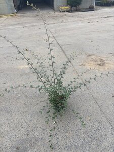 Cotoneaster franchetii 60-80 cm cont. 3,5L - afbeelding 2