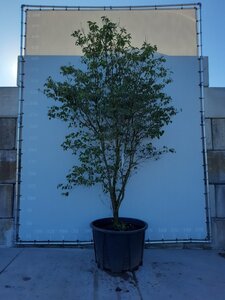 Cornus florida rubra 350-400 cm draadkluit meerstammig