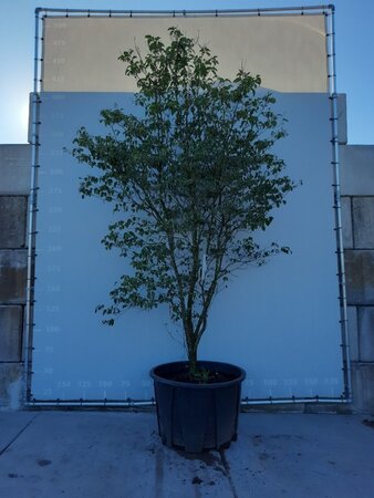 Cornus florida rubra 350-400 cm WRB multi-stem