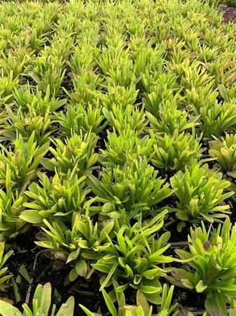 Coreopsis gr. 'Early Sunrise' geen maat specificatie 0,55L/P9cm