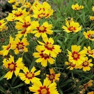 Coreopsis gr. 'Sonnenkind' geen maat specificatie 0,55L/P9cm - afbeelding 4