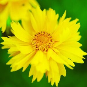 Coreopsis gr. 'Sunray' geen maat specificatie 0,55L/P9cm