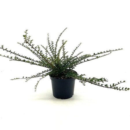 Cotoneaster horizontalis 30-40 cm cont. 3,0L - afbeelding 7