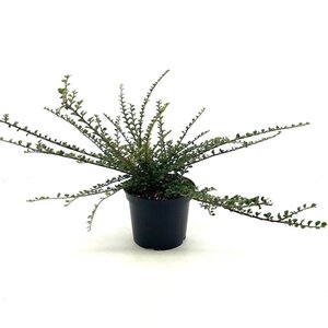 Cotoneaster horizontalis 30-40 cm cont. 3,0L - afbeelding 7