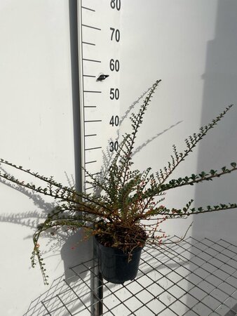 Cotoneaster horizontalis 40-50 cm cont. 3,0L - afbeelding 3