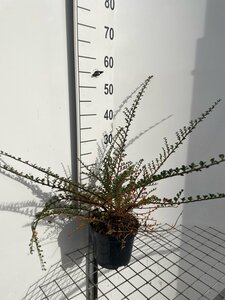 Cotoneaster horizontalis 40-50 cm cont. 3,0L - afbeelding 3