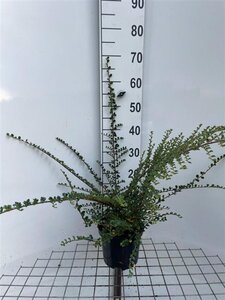 Cotoneaster horizontalis 40-50 cm cont. 3,0L