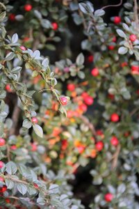 Cotoneaster horizontalis geen maat specificatie cont. 2,0L - image 2