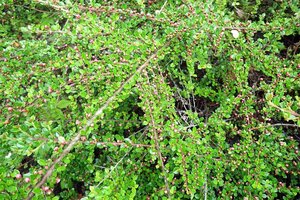 Cotoneaster horizontalis geen maat specificatie 0,55L/P9cm