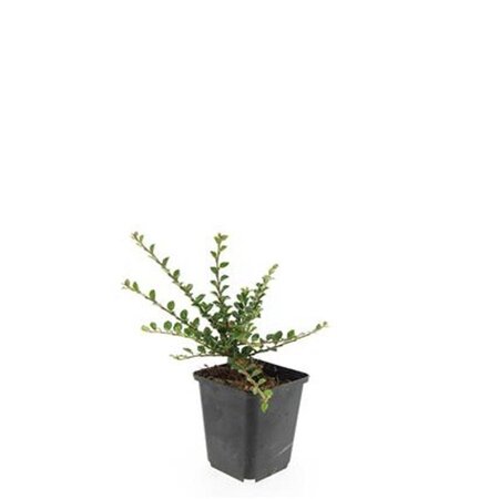 Cotoneaster horizontalis geen maat specificatie 0,55L/P9cm - afbeelding 5