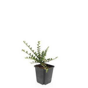 Cotoneaster horizontalis geen maat specificatie 0,55L/P9cm - afbeelding 5