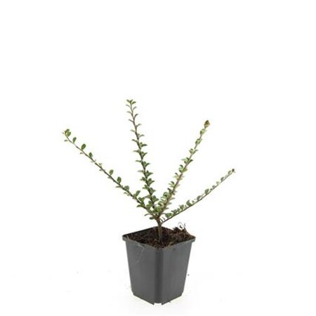 Cotoneaster horizontalis geen maat specificatie 0,55L/P9cm - afbeelding 4