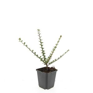 Cotoneaster horizontalis geen maat specificatie 0,55L/P9cm - afbeelding 4