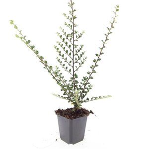 Cotoneaster horizontalis geen maat specificatie 0,55L/P9cm - afbeelding 2