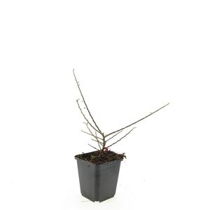 Cotoneaster horizontalis geen maat specificatie 0,55L/P9cm - afbeelding 11