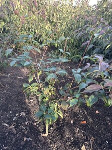 Cornus k. 'Cappucino' 60-80 cm met kluit