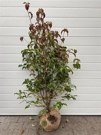 Cornus kousa chinensis 100-125 cm met kluit - afbeelding 17
