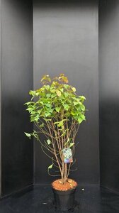 Cornus kousa chinensis 100-125 cm met kluit - afbeelding 3