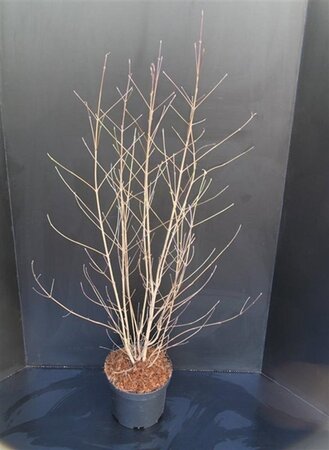 Cornus kousa chinensis 100-125 cm met kluit - afbeelding 2