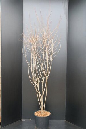 Cornus kousa chinensis 150-175 cm met kluit - afbeelding 12