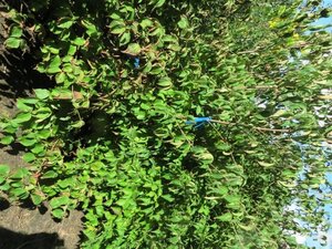 Cornus kousa chinensis 150-175 cm met kluit - afbeelding 11