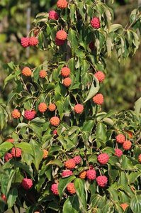 Cornus kousa chinensis 150-175 cm met kluit - afbeelding 10