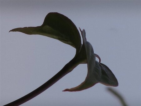 Cornus kousa chinensis 150-175 cm met kluit - afbeelding 9