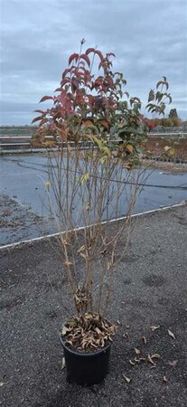 Cornus kousa chinensis 150-175 cm met kluit - afbeelding 15