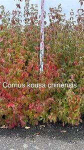 Cornus kousa chinensis 150-175 cm met kluit - afbeelding 2