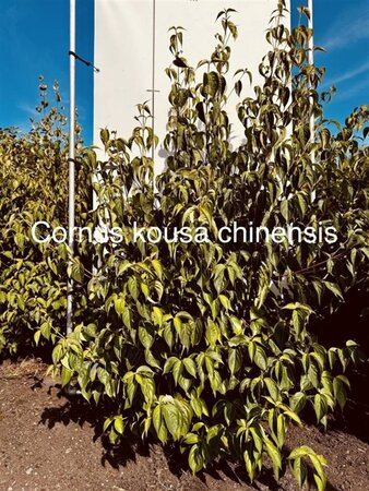 Cornus kousa chinensis 150-175 cm met kluit - afbeelding 1