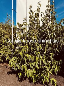 Cornus kousa chinensis 150-175 cm met kluit