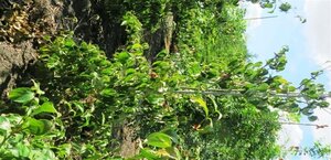 Cornus kousa chinensis 150-175 cm met kluit - afbeelding 6