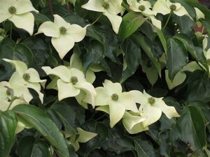Cornus kousa chinensis 150-175 cm met kluit - afbeelding 5