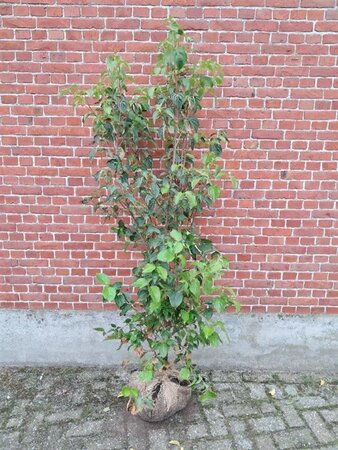 Cornus kousa chinensis 150-175 cm met kluit - afbeelding 3