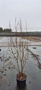 Cornus kousa chinensis 150-175 cm met kluit - afbeelding 5