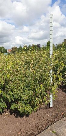 Cornus kousa chinensis 150-175 cm met kluit solitair - afbeelding 1
