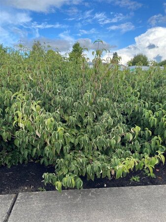 Cornus kousa chinensis 150-175 cm met kluit solitair - afbeelding 2