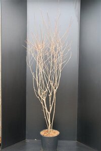 Cornus kousa chinensis 175-200 cm met kluit - afbeelding 2