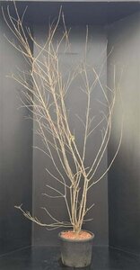 Cornus kousa chinensis 175-200 cm met kluit - afbeelding 1