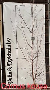 Cornus kousa chinensis 175-200 cm met kluit