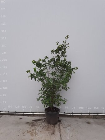 Cornus kousa chinensis 175-200 cm met kluit