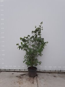 Cornus kousa chinensis 175-200 cm met kluit