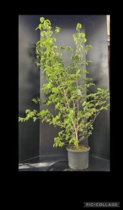 Cornus kousa chinensis 175-200 cm met kluit - afbeelding 3