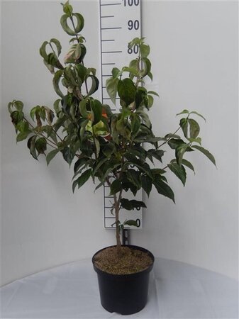 Cornus kousa chinensis 60-80 cm cont. 5,0L - afbeelding 1