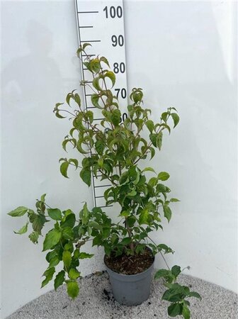 Cornus kousa chinensis 80-100 cm cont. 5,0L