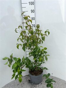 Cornus kousa chinensis 80-100 cm cont. 5,0L